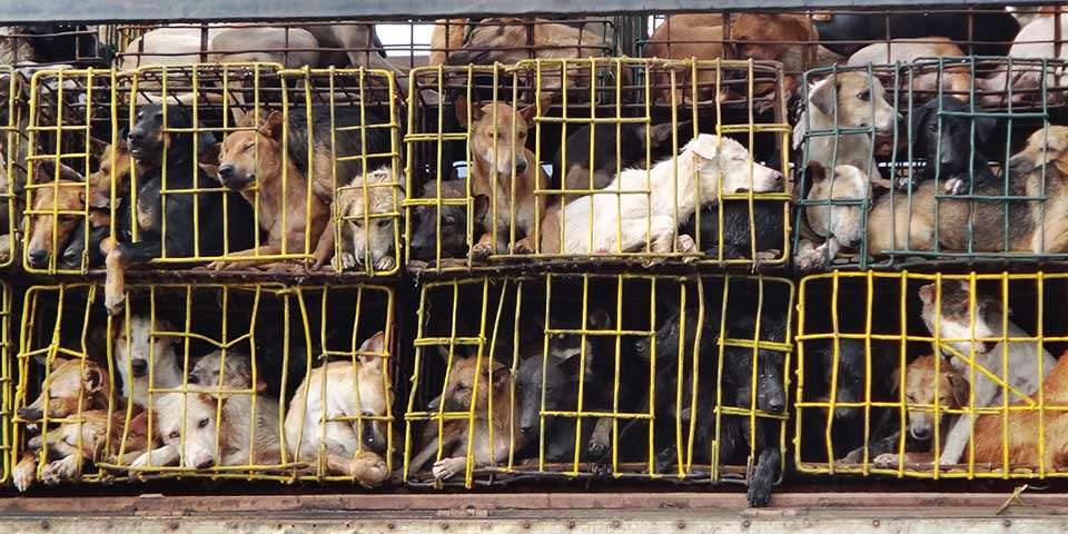 illegal dog meat trade        
        <figure class=